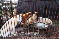 [스경포토] 비위생적 환경에 노출된 개농장 식용견