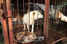 [스경포토] 사람 보자 꼬리 흔드는 개농장 식용견