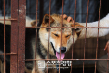 [스경포토] 사람 반가워하는 개농장 식용견