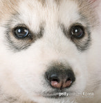 1시간여 만에 찾은 가방 절도범, 알고보니 개