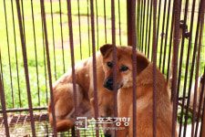 카라·HSI, ‘평범한 개 입시견을 소개합니다’ 프로젝트 개시