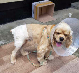 ‘오수견 재림’ 멧돼지로부터 보호자 구하고 자신은 다친 반려견