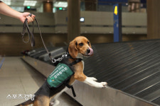 ‘병균 국경 수호견’ 검역 탐지견을 아시나요