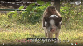 ‘동물농장’ 이례적 해외 열풍 왜? [스경TV연구소]