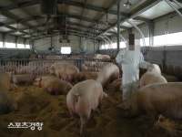 무역전쟁, 홍콩 시위 다 필요없고…중국은 ‘돼지고기’가 우선