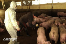 초비상 걸린 농림축산부, 3천두 이상 급살처분 아프리카돼지열병 백신없다