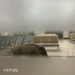 대구 칠곡가톨릭병원 멧돼지 난입