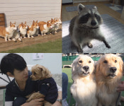 ‘TV 동물농장’ 웰시 8군단과 견생 2막을 연 레트리버 녀석들을 기억하시나요?