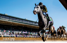 한국마사회 소속 닉스고, 미국 씨수말 데뷔 초읽기