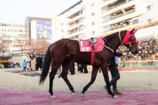 27일 서울경마 1등급 2000m 장거리 경주…역전의 귀재들이 나선다[경마]