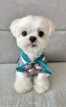추석엔, ‘보리’ 빛나는 밤에[인터뷰]