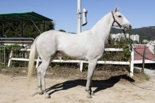 ‘제12회 스포츠경향배’, 눈여겨 볼 암말들의 단거리 격전