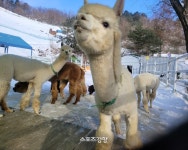 ‘혹한’ 추위보다 ‘혹’할 이벤트 넘치는 50주년 용평…스키는 기본, 알파카+주목은 ‘따봉’[투어테인먼트]