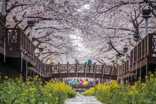 응봉산 개나리에서 진해 벚꽃까지 봄맞이 꽃축제 만발