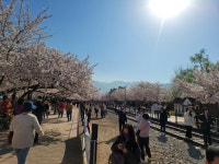 벚꽃, 네버엔딩...오늘 진해 경화역[포토특송]