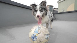 ‘개는 훌륭하다’ 강형욱 “장담하건대 무조건 맹견 돼”