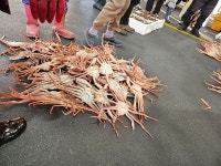 “대게, 나라와 권세가 영○ 아닌 울진에 있으리니”[투어테인먼트]