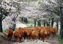 “있는 한우, 좀 싸게 먹고 싶다” FTA 협상과 한우의 미래는?
