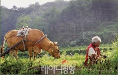 전 국민의 가슴을 울렸던 영화 ‘워낭소리’ 그 후의 이야기