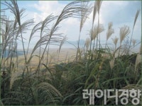 이리 걷고 저리 걸어도 좋은 가을 강화를 걷다