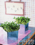 [베란다 농사 체험기]4인4색 주부들의 성공&실패담