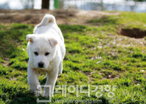 [주말에 떠나는 테마여행]보석처럼 아름다운 섬 진도, 그 속을 누비다