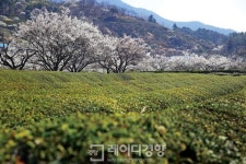 [길 위의 독서]전남 구례&경남 하동 섬진화서(蟾津花序)