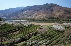 [길 위의 독서]전남 구례&경남 하동 섬진화서(蟾津花序)