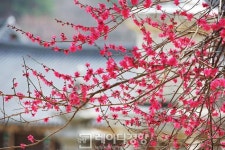 [길 위의 독서]전남 구례&경남 하동 섬진화서(蟾津花序)