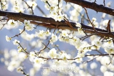 [길 위의 독서]전남 구례&경남 하동 섬진화서(蟾津花序)