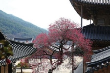 [길 위의 독서]전남 구례&경남 하동 섬진화서(蟾津花序)