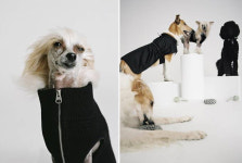 커플룩&패밀리룩도 가능, 아르켓 도그 컬렉션 출시