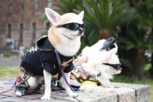 댕댕아, 우리 커플룩 입고 월드컵공원 가볼까?