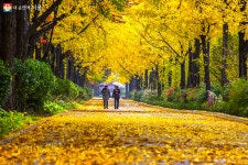 ‘가을이다’ 서울 단풍길 99선[주말&]