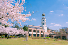 이번 주말 벚꽃놀이 놓치지 마세요···벚꽃명소 메이필드호텔 서울 ‘꽃캉스’