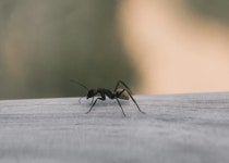 개미도 추운지 자꾸 ‘집 안’으로 들어오네요