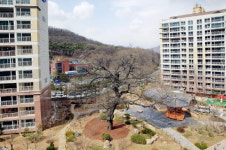 560년 된 ‘회화나무’가 아파트 단지에?