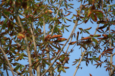 강렬한 햇빛에 말라가는 가로수