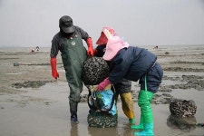 새만금 연안 어민들의 쓸쓸한 설날