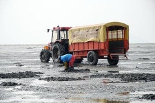 새만금 연안 어민들의 쓸쓸한 설날
