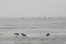 일본 학자들과 함께 한 새만금갯벌 답사