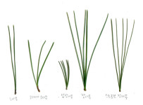 아파트와 스트로브잣나무