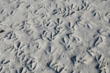 새만금 조류 조사 10년, 8만 마리의 도요새는 어디 갔을까?