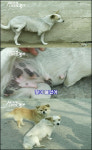 두발로 깡총깡총... `알록이` 애처로운 사연
