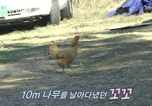 화제 모은 나는 닭 꼬꼬 여전히 잘 날고 있삼
