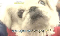 동물의 마음을 읽는다? 하이디의 활약 뭉클