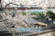 [T포토] 한옥마을에 만개한 벚꽃