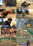 동물농장 닭몰이개 깡순이, 1만 5천마리 닭 보살펴 화제