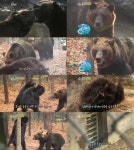 동물농장 곰사파리 세대교체, 다스 힘찬이파에 패배 무섭네