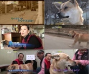 ‘동물농장’ 남편 기다리는 망부석 개 뽀순이..시청자 눈물샘 자극